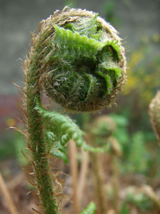 Ein Farnblatt entrollt sich.